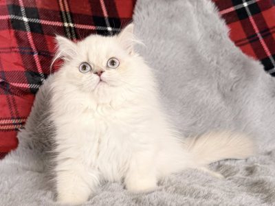 Skót állófülű Kandúr