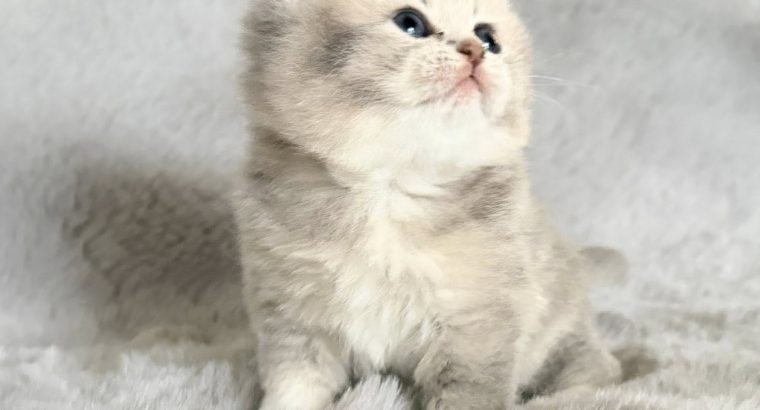 Skót állófülű kislány cica