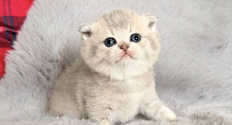 Skót lógófülű kislány