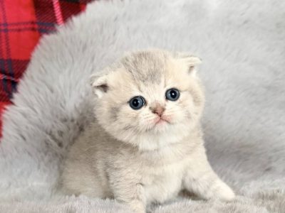 Skót lógófülű kislány