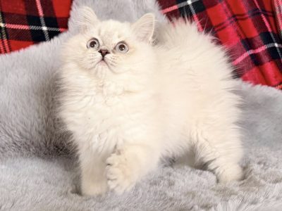 Skót állófülű kandúr