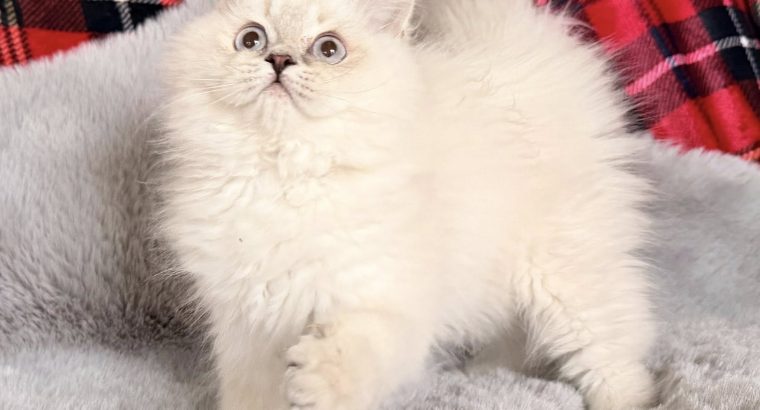 Skót állófülű kandúr