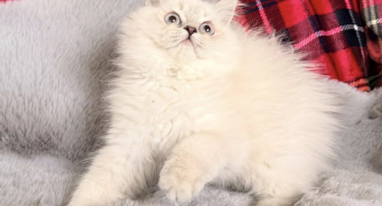 Skót állófülű kandúr