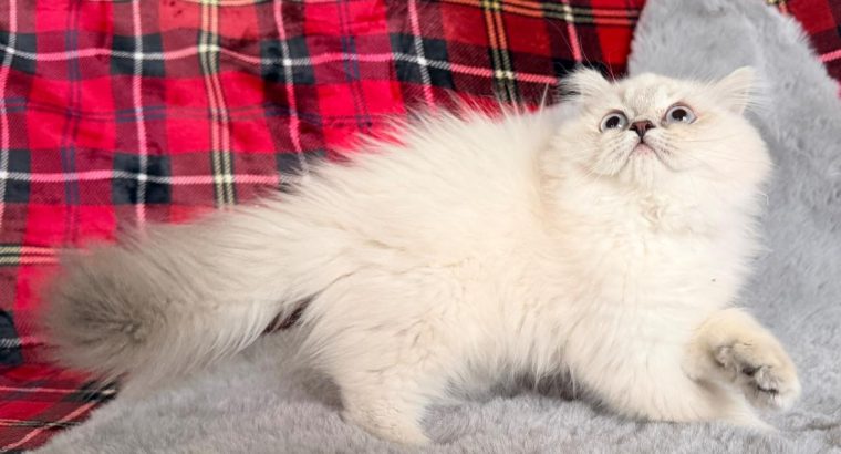 Skót állófülű kandúr