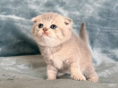 Tüneményes Skót lógófülű picilány