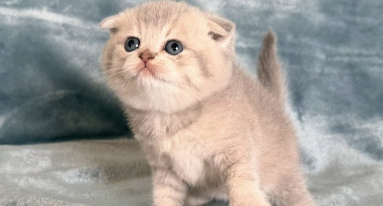 Tüneményes Skót lógófülű picilány