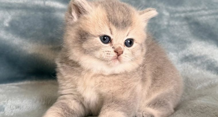 Tündéri Skót állófülű kislány