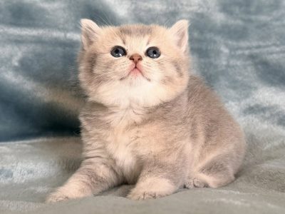 Tündéri Skót állófülű kislány