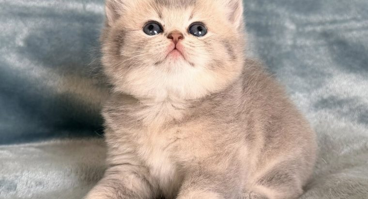 Tündéri Skót állófülű kislány