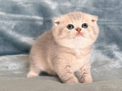 Tüneményes Skót lógófülű picilány