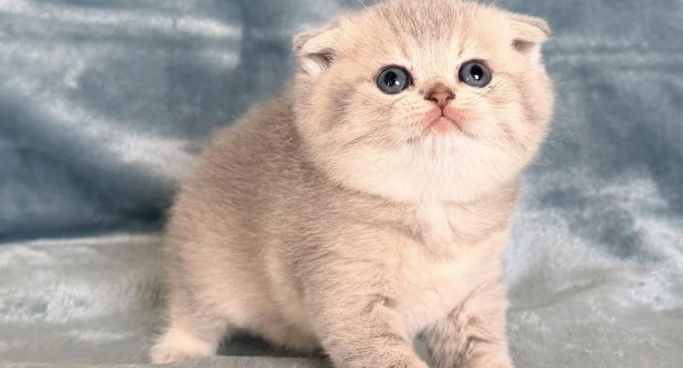 Tüneményes Skót lógófülű picilány