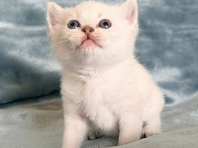 Skót állófülű kis kandúr