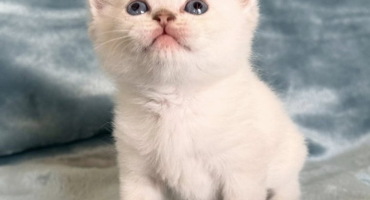 Skót állófülű kis kandúr