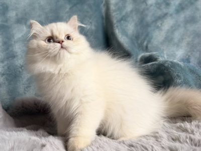 Tündéri Skót kis kandúr