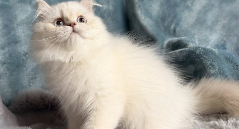 Tündéri Skót kis kandúr