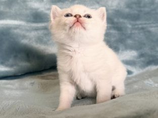 Skót állófülű kis kandúr