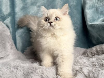 Tündéri Skót állófülű kandúr