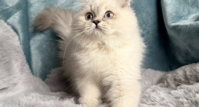 Tündéri Skót állófülű kandúr