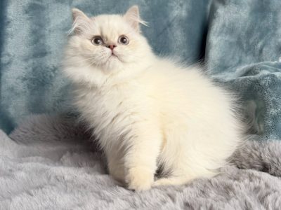 Tündéri Skót kis kandúr