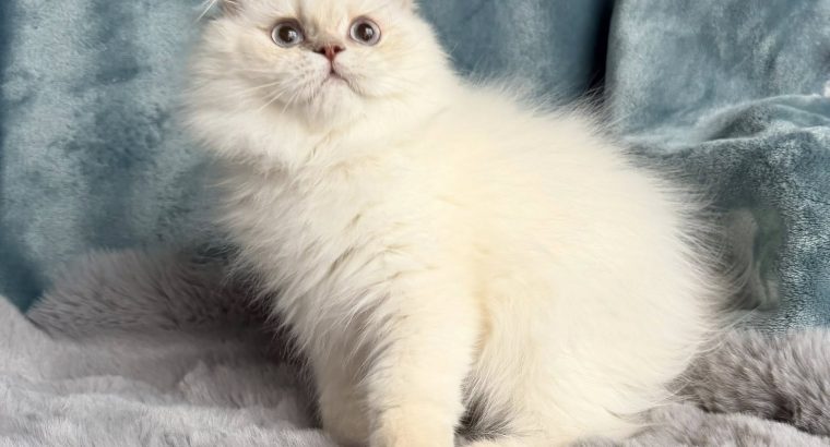 Tündéri Skót kis kandúr