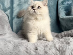 Tündéri Skót állófülű kandúr