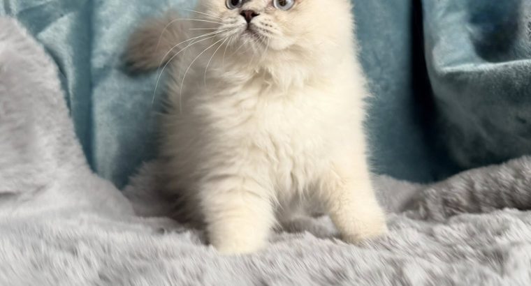 Tündéri Skót állófülű kandúr