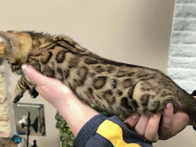 Márciustól repülhetem hozzád