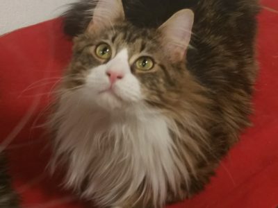 Kedves társat keresek