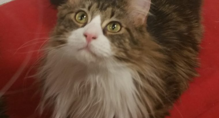 Kedves társat keresek