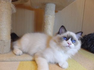 Peggy vagyok a nagyon cuki!😍💖😍