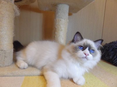 Peggy vagyok a nagyon cuki!😍💖😍