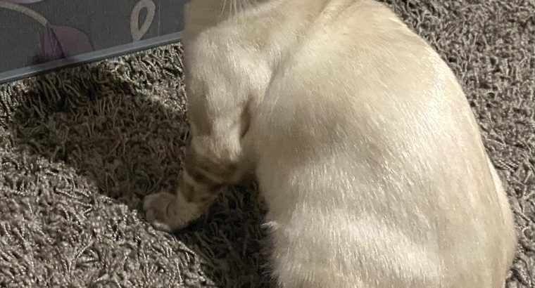 Kairó vagyok hóbengáli fiú