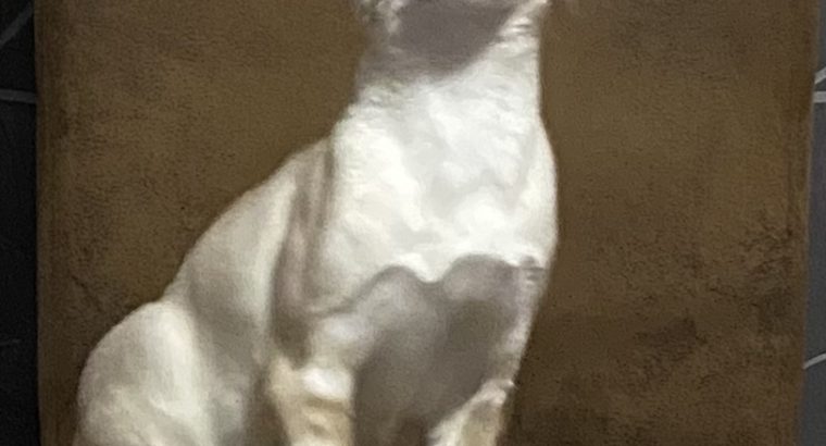 Kairó vagyok hóbengáli fiú