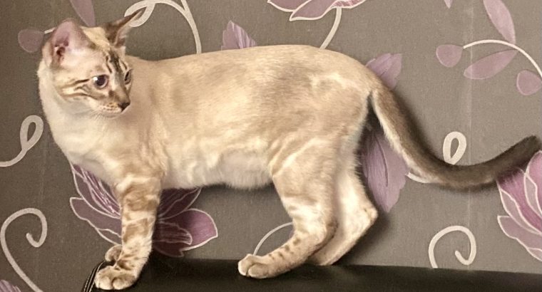 Kairó vagyok hóbengáli fiú