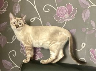 Kairó vagyok hóbengáli fiú