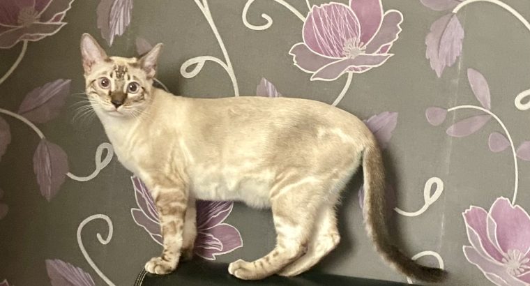 Kairó vagyok hóbengáli fiú