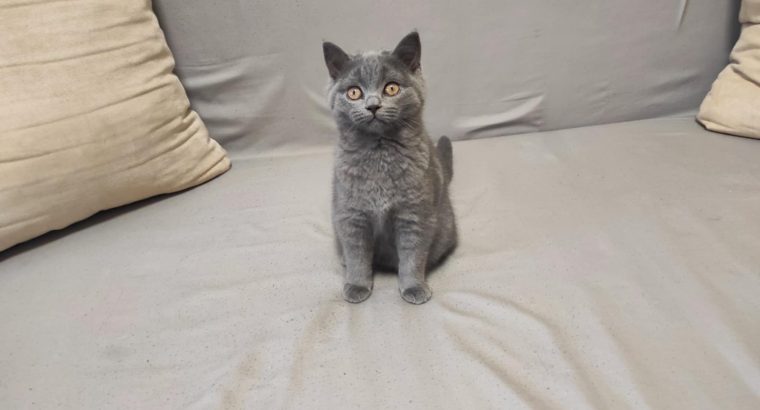 Skót állófülű kisfiú cica. Napóleon