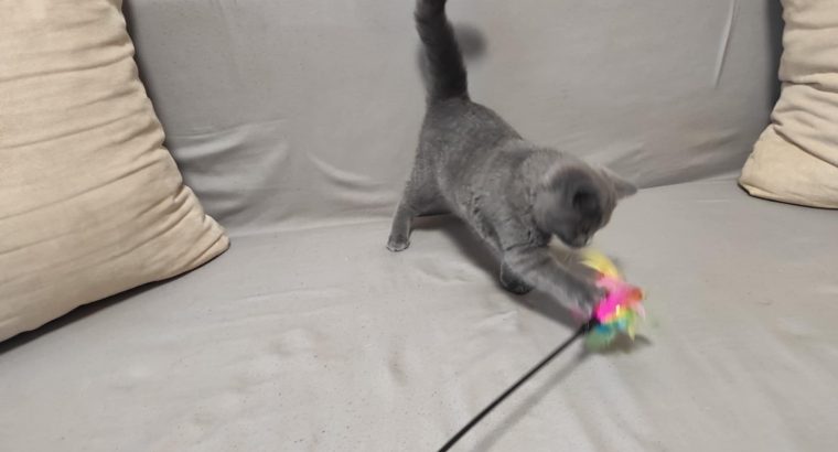 Skót állófülű kisfiú cica. Napóleon