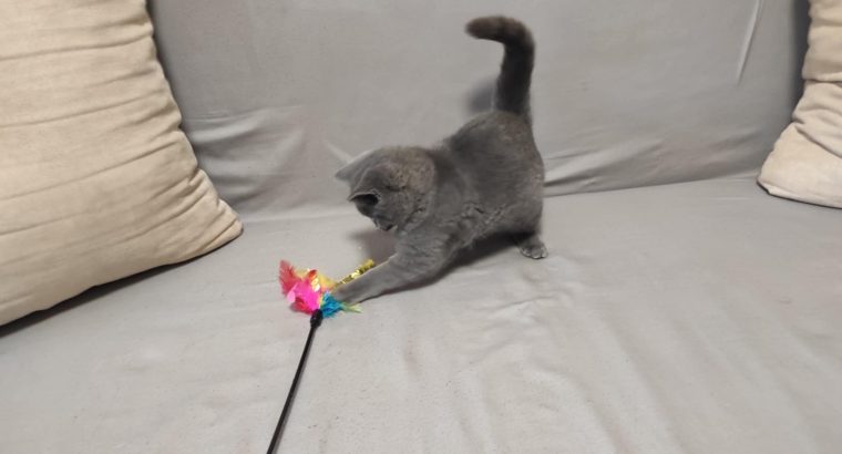 Skót állófülű kisfiú cica. Napóleon