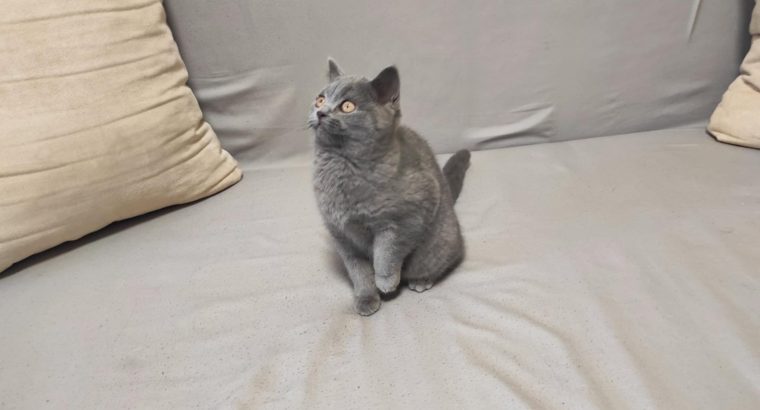 Skót állófülű kisfiú cica. Napóleon