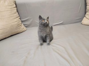 Skót állófülű kisfiú cica. Napóleon