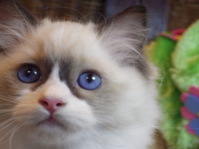 Peggy vagyok a nagyon cuki!😍💖😍