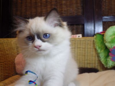 Peggy vagyok a nagyon cuki!😍💖😍