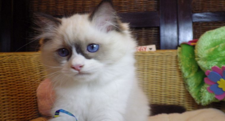 Peggy vagyok a nagyon cuki!😍💖😍