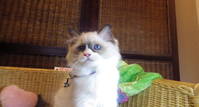 Peggy vagyok a nagyon cuki!😍💖😍