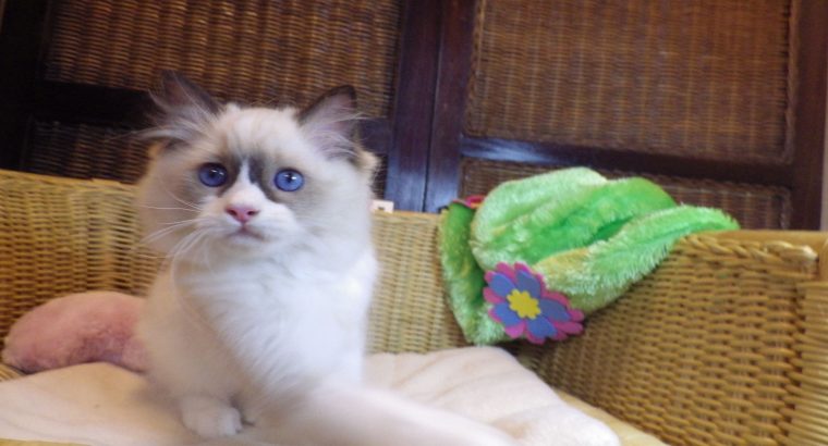 Peggy vagyok a nagyon cuki!😍💖😍