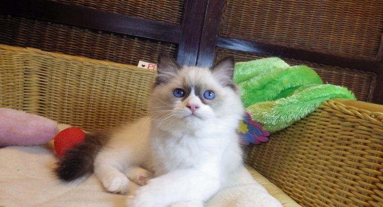 Peggy vagyok a nagyon cuki!😍💖😍