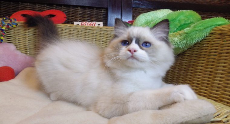 Peggy vagyok a nagyon cuki!😍💖😍