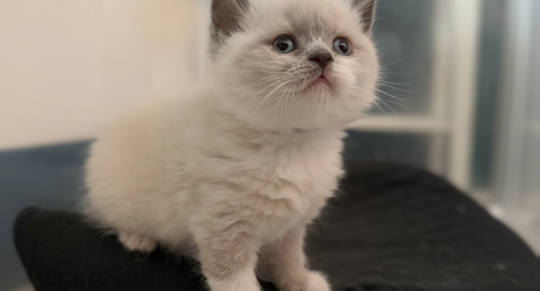 Mystic Moonlight Figaro