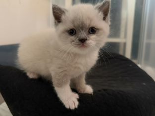 Mystic Moonlight Figaro